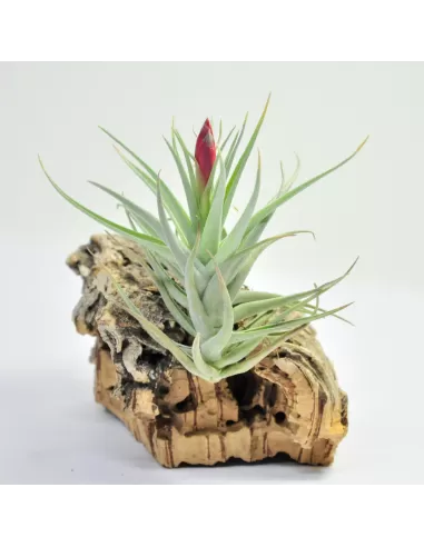 Tillandsia Leonamiana
