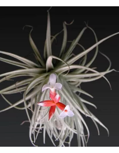 Tillandsia Leonamiana