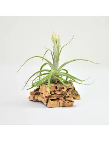 Tillandsia Lepidosepala