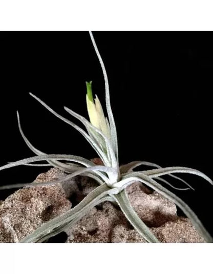 Tillandsia lepidosepala