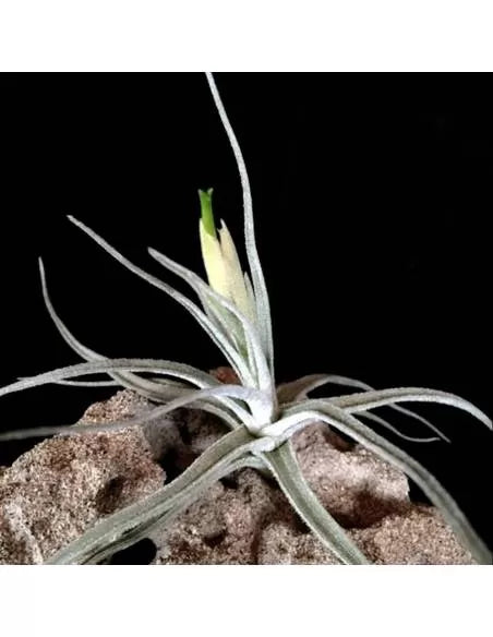 Tillandsia Lepidosepala