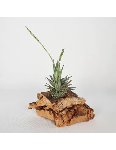 Tillandsia Loliacea Pulk