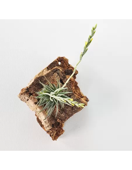 Tillandsia Loliacea Pulk