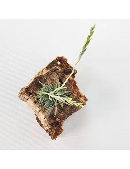 Tillandsia Loliacea Pulk