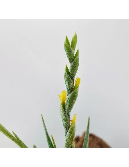 Tillandsia Loliacea Pulk