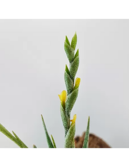 Tillandsia Loliacea Pulk