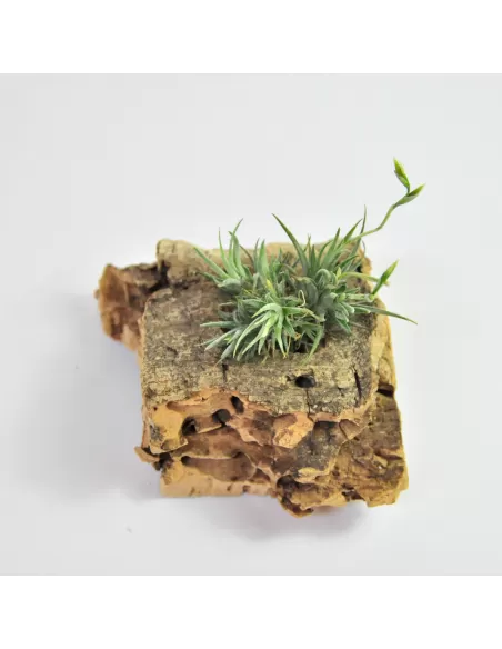 Tillandsia Loliacea Pulk