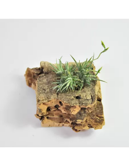 Tillandsia Loliacea Pulk