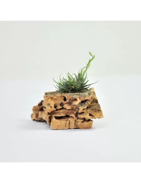 Tillandsia Loliacea Pulk