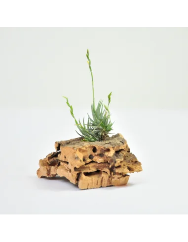 Tillandsia Loliacea