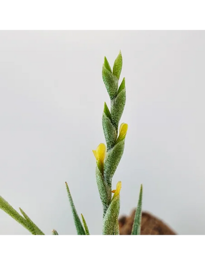 Tillandsia Loliacea