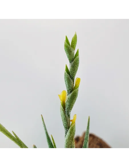 Tillandsia Loliacea