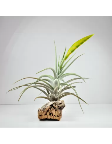 Tillandsia Lotteae