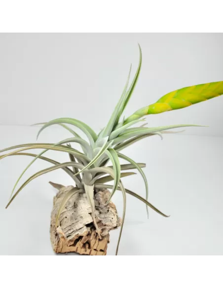 Tillandsia Lotteae