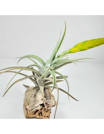 Tillandsia Lotteae