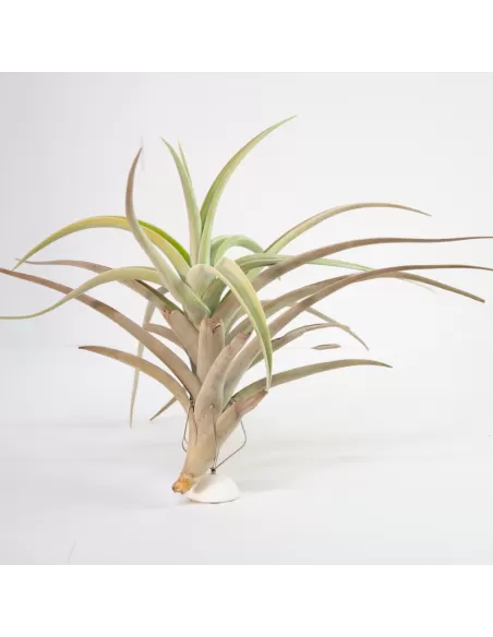 Tillandsia Lotteae