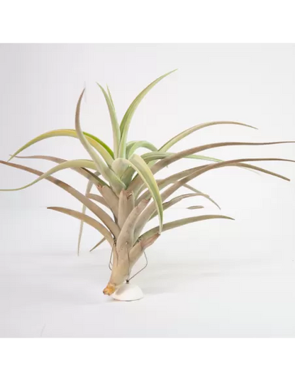 Tillandsia Lotteae