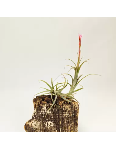 Tillandsia Macbrideana