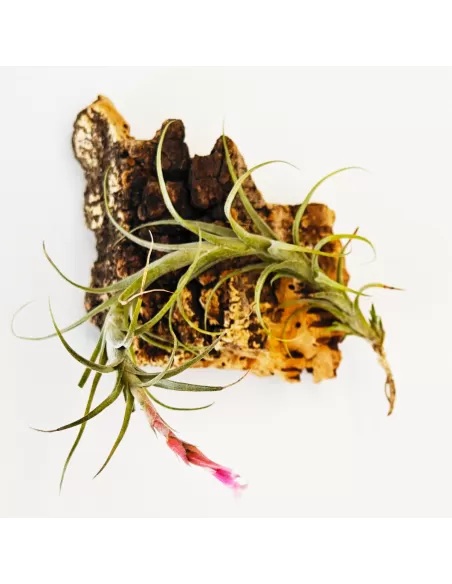 Tillandsia Macbrideana