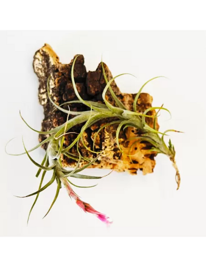 Tillandsia Macbrideana