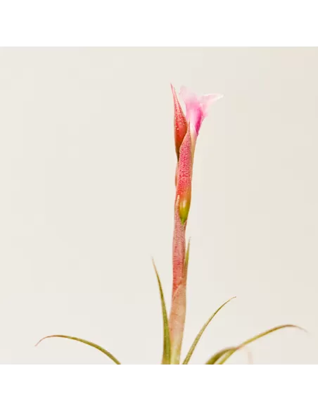 Tillandsia Macbrideana