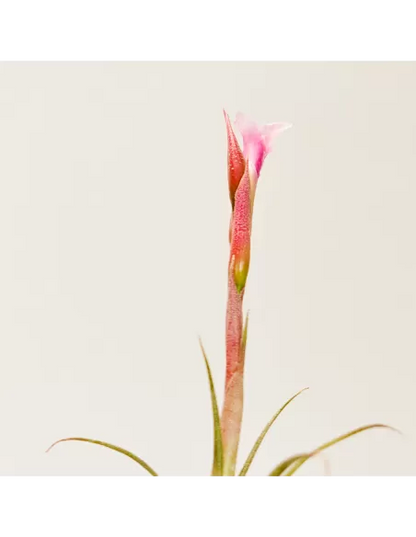 Tillandsia Macbrideana