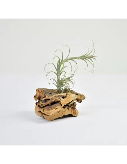 Tillandsia Macbrideana