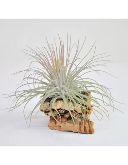 Tillandsia Magnusiana