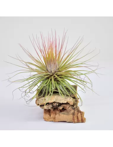 Tillandsia Magnusiana