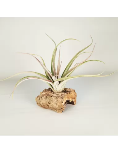 Tillandsia Majestic
