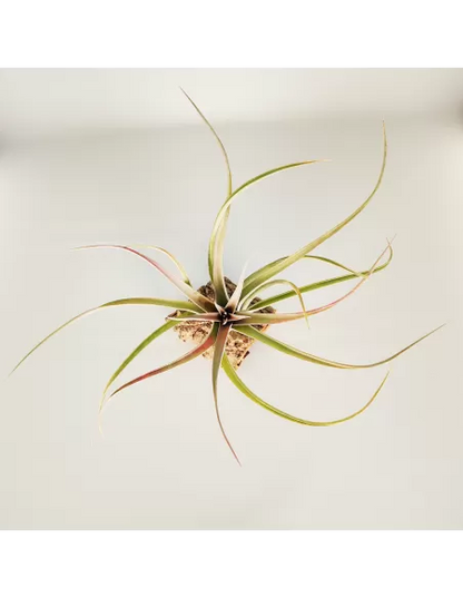 Tillandsia Majestic