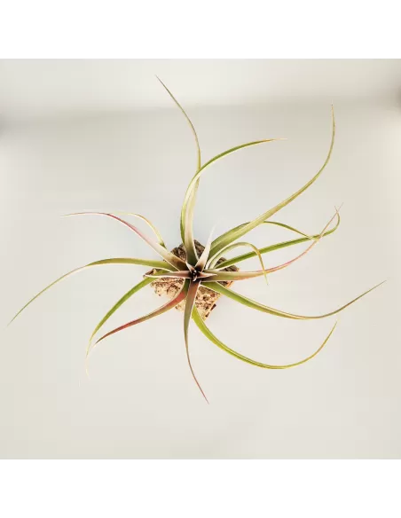 Tillandsia Majestic