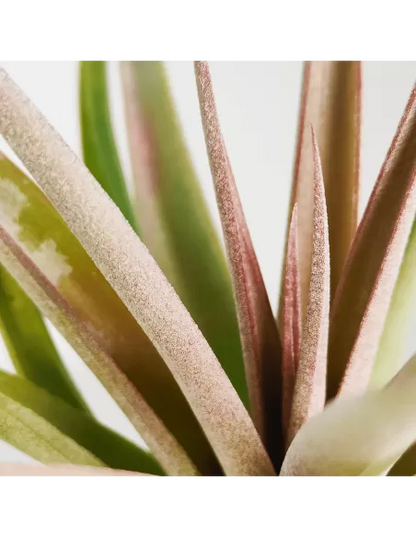 Tillandsia Majestic
