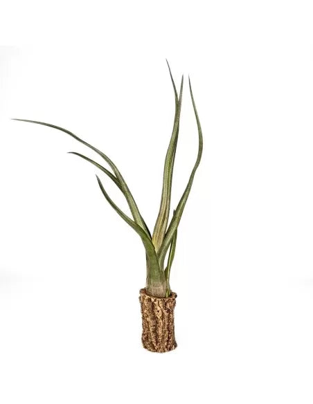 Tillandsia Mali Dofitas