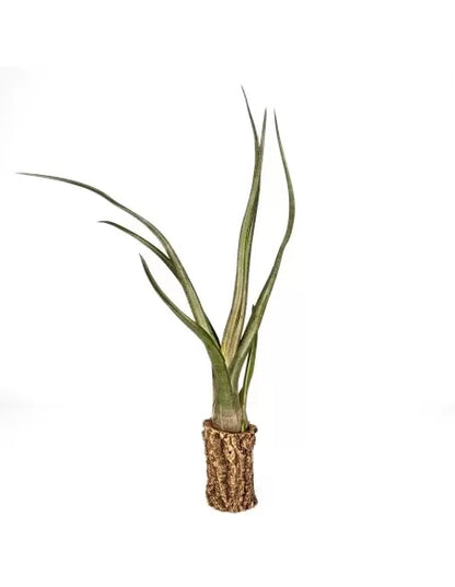 Tillandsia Mali Dofitas