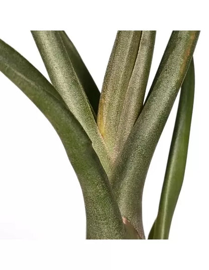 Tillandsia Mali Dofitas