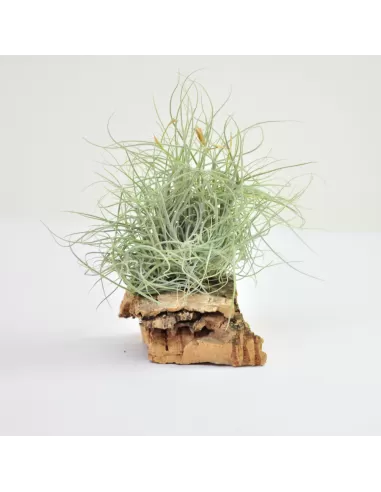 Tillandsia Mallemonti Pulk