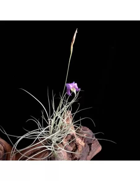Tillandsia Mallemonti Pulk