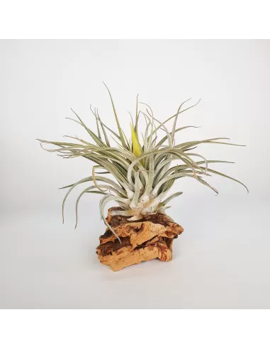 Tillandsia Mathudae