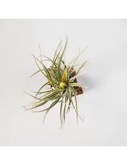 Tillandsia Mathudae