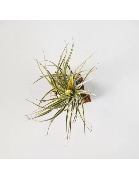 Tillandsia mathudae