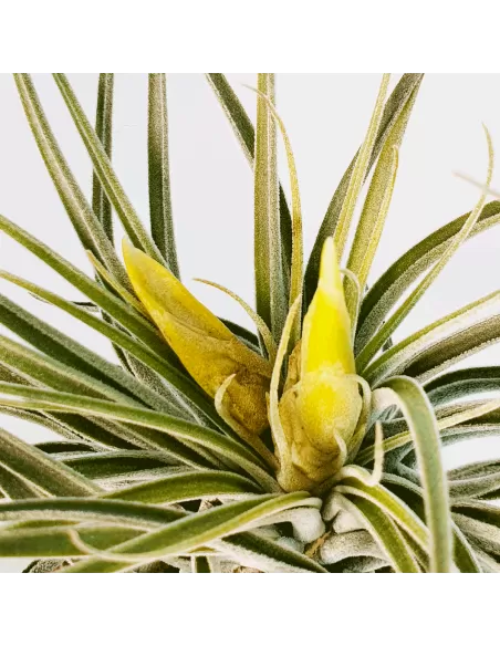 Tillandsia Mathudae