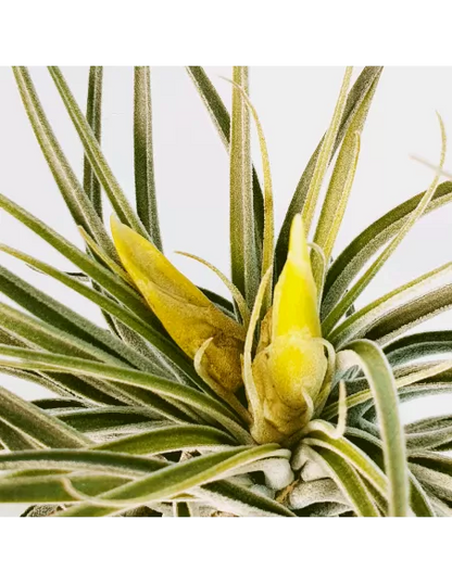 Tillandsia Mathudae