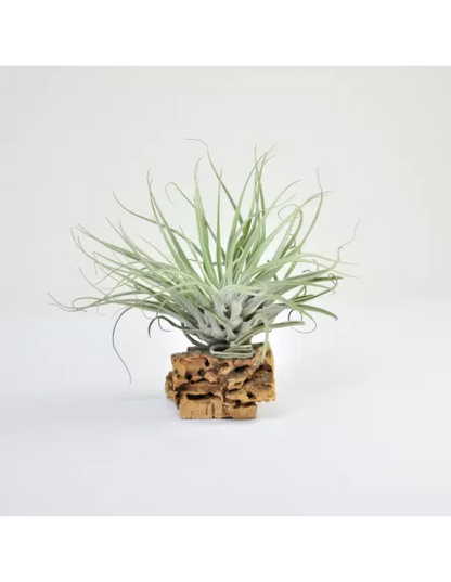 Tillandsia Mathudae
