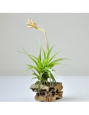 Tillandsia Meridionalis