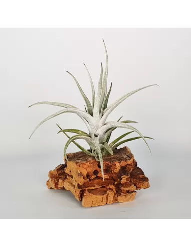 Tillandsia Mitlaensis var. tulensis