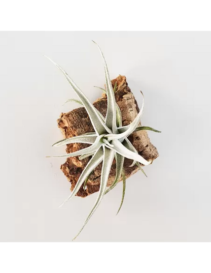 Tillandsia Mitlaensis Var. Tulensis