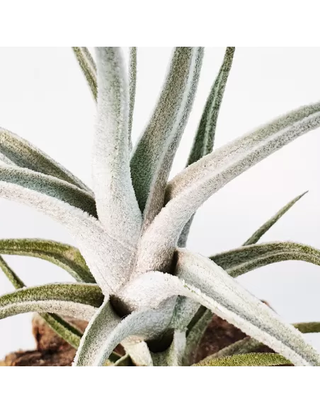 Tillandsia Mitlaensis Var. Tulensis