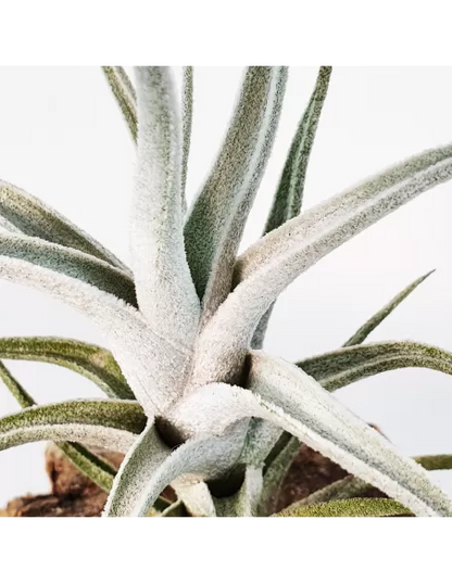 Tillandsia Mitlaensis Var. Tulensis