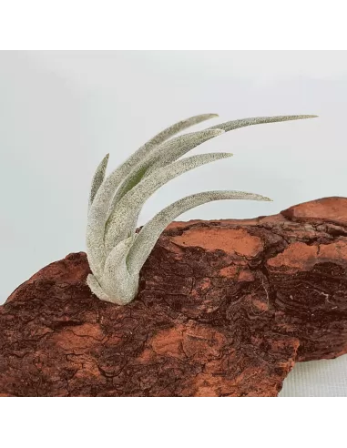 Tillandsia mitlaensis